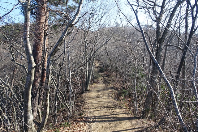 国上山登山雪割草