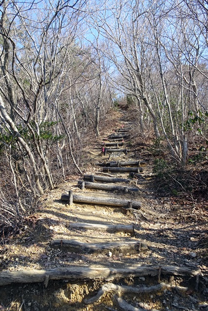 国上山登山雪割草
