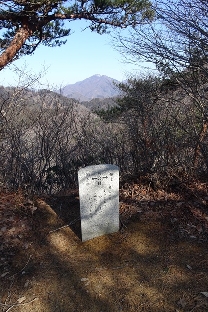 国上山登山雪割草