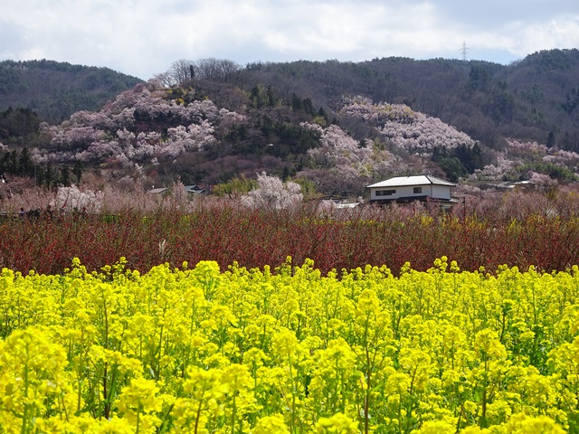 花見山