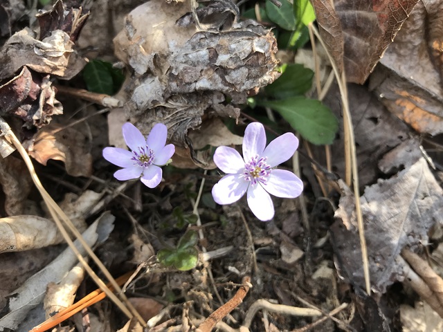 角田山　桜尾根