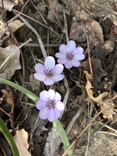 角田山　桜尾根