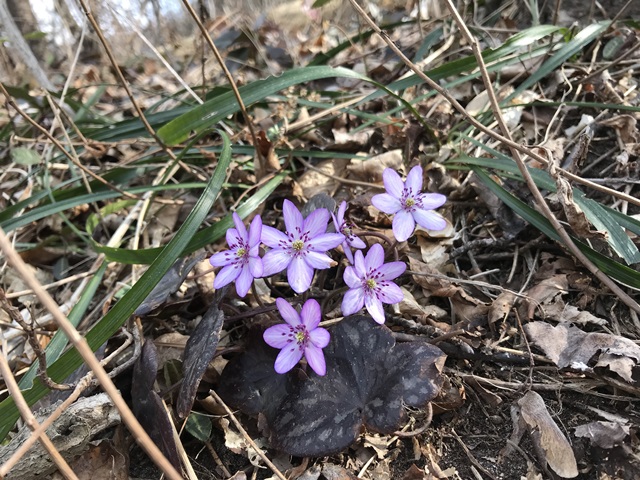 角田山　桜尾根