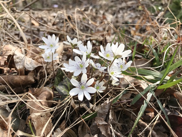 角田山　桜尾根