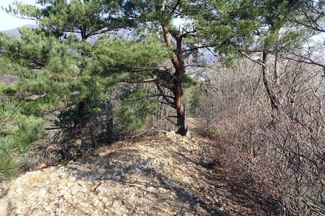 国上山登山雪割草