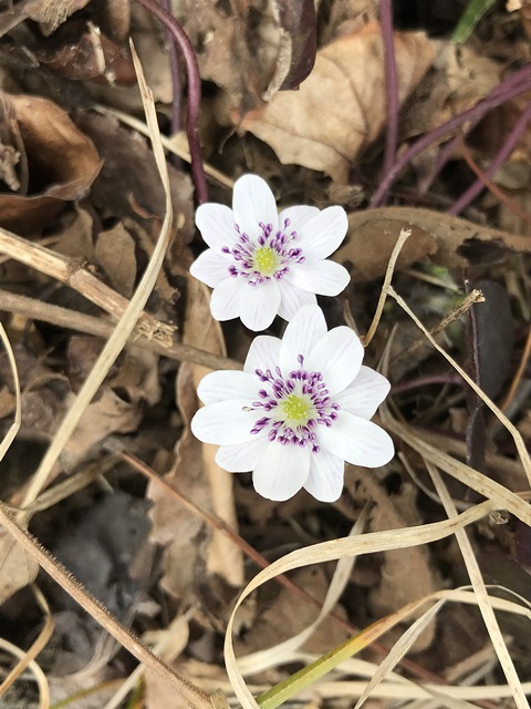 角田山　桜尾根