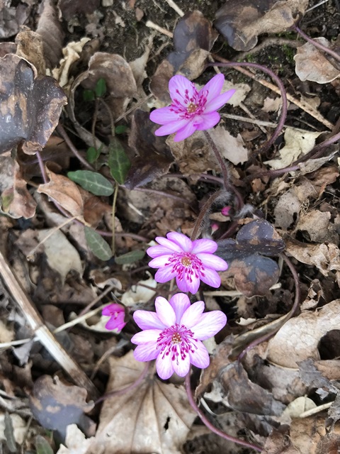 角田山　桜尾根