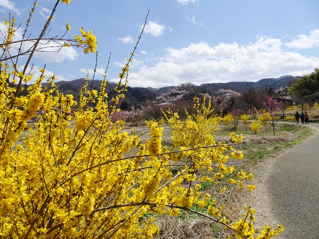 花見山
