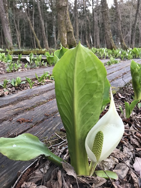 水芭蕉公園
