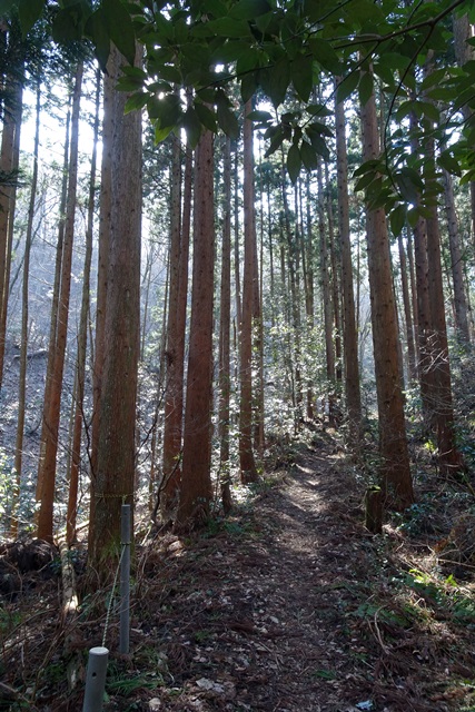 国上山登山雪割草