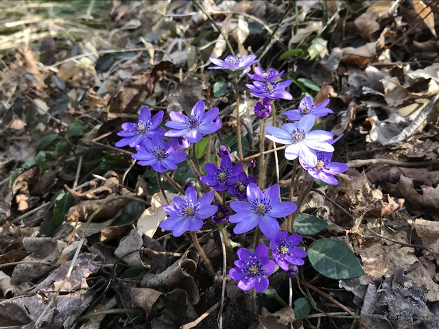 角田山　桜尾根