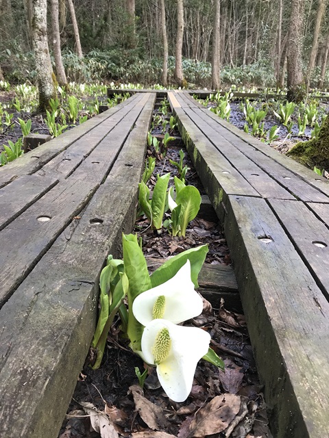 水芭蕉公園