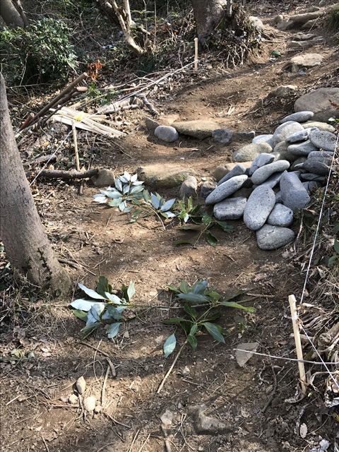 角田山　桜尾根