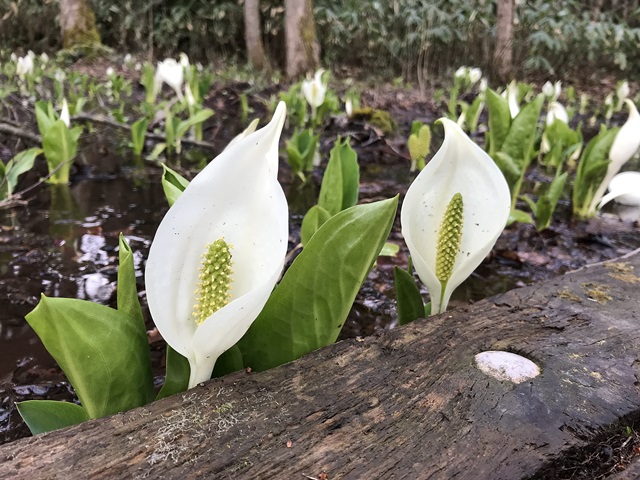 水芭蕉公園