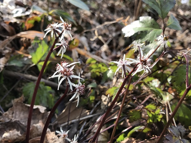 角田山　桜尾根