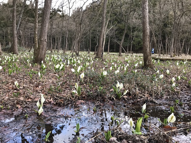 水芭蕉公園