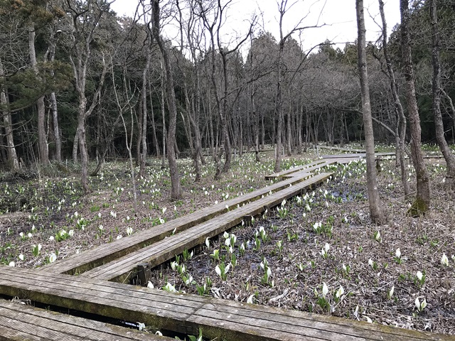水芭蕉公園
