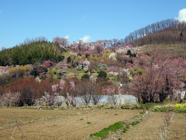 花見山
