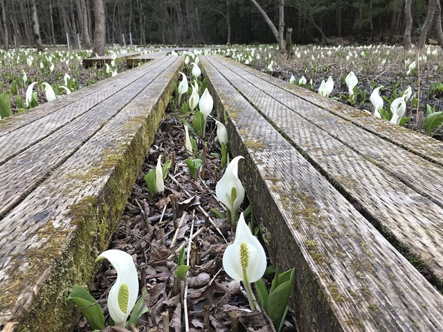 水芭蕉公園