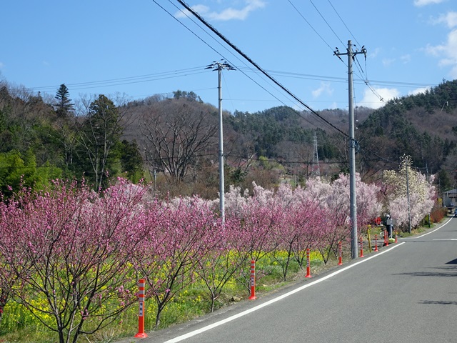 花見山