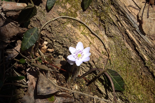 国上山登山雪割草
