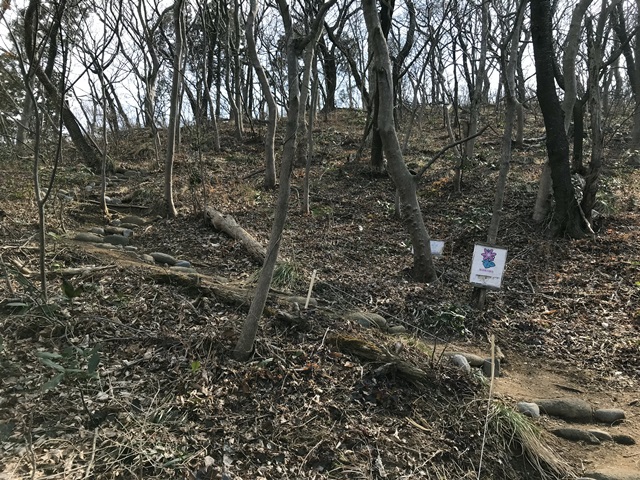 角田山　桜尾根