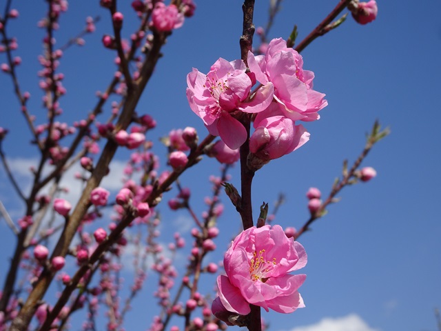 花見山