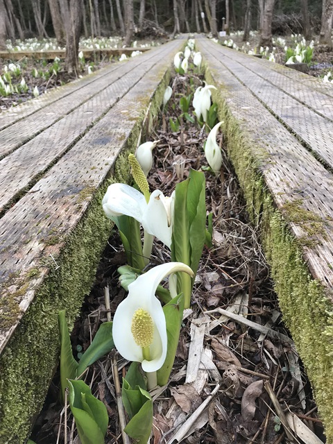 水芭蕉公園