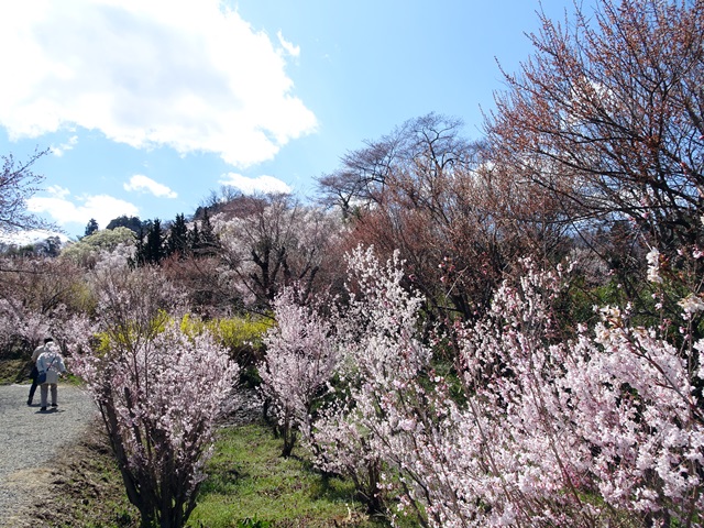 花見山