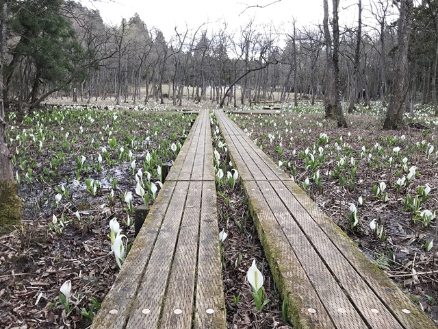 水芭蕉公園