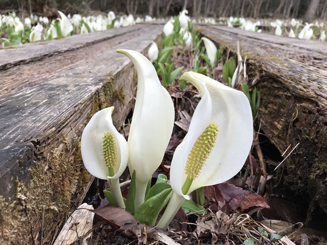 水芭蕉公園