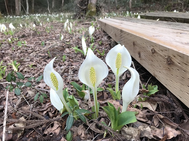 水芭蕉公園