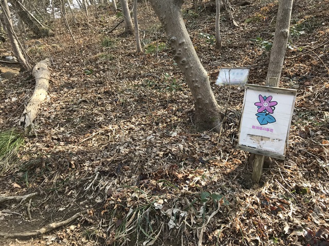 角田山　桜尾根
