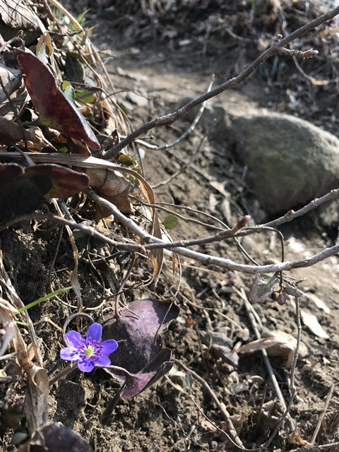 角田山　桜尾根