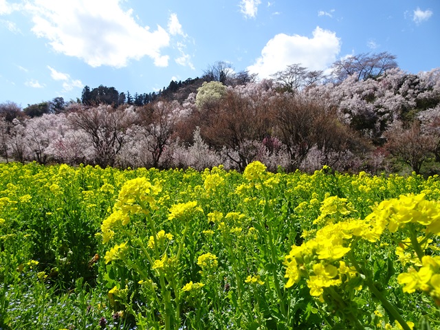 花見山