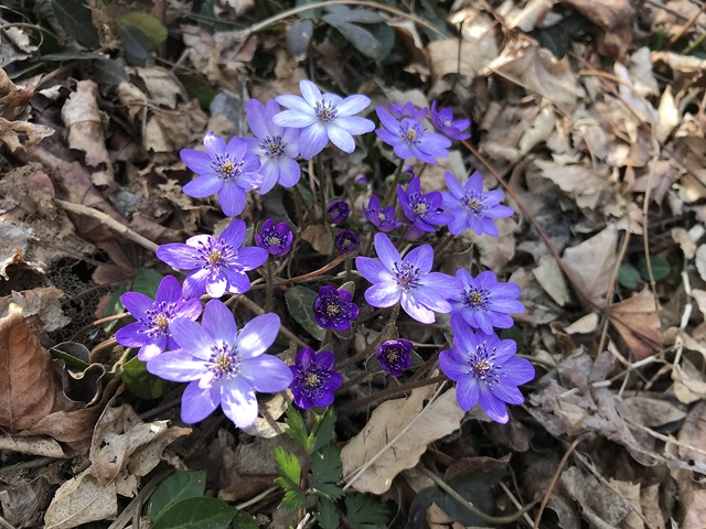 角田山　桜尾根