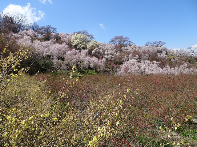 花見山
