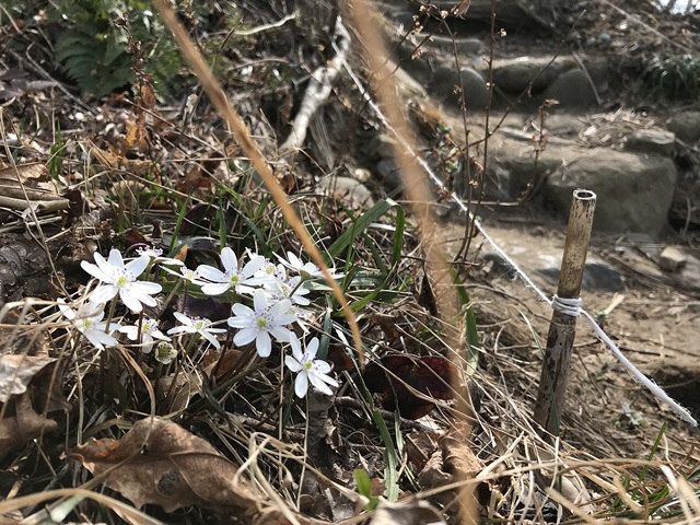 角田山　桜尾根