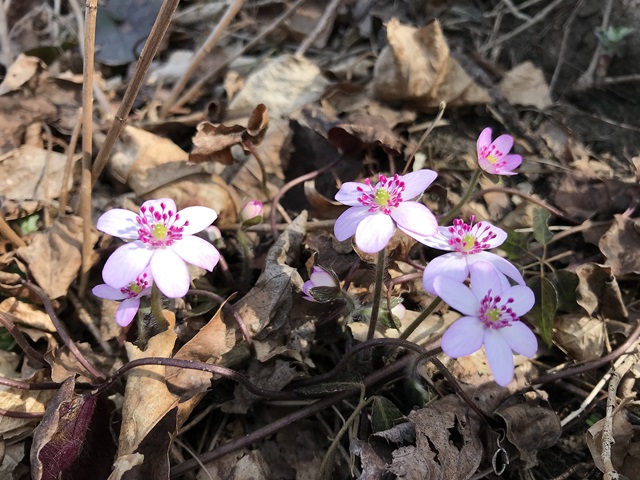 角田山　桜尾根