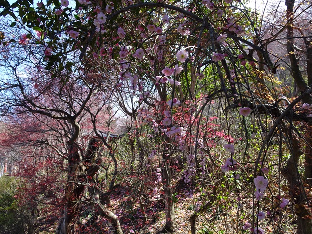 花見山