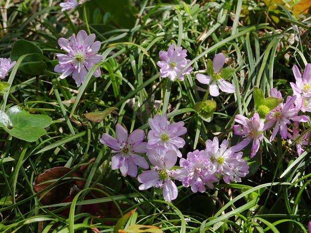 花見山
