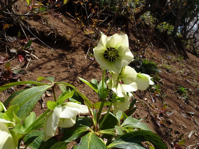 花見山