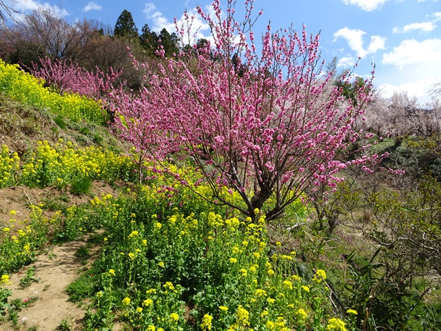 花見山