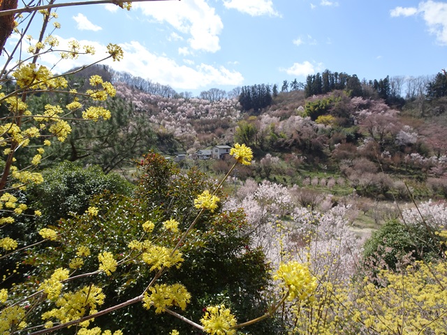 花見山