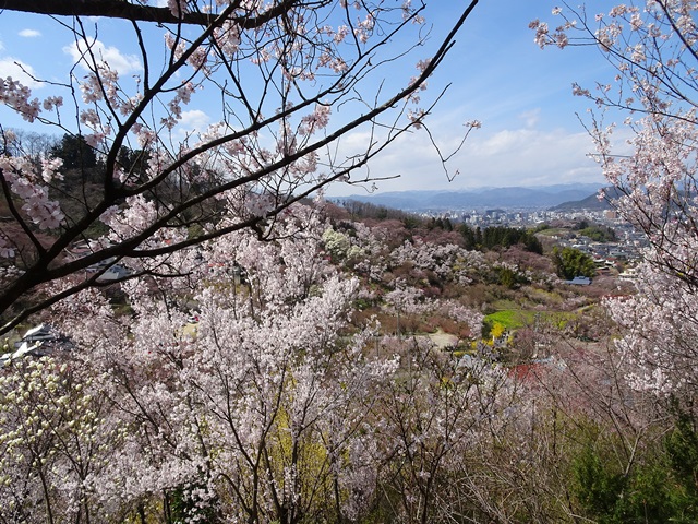 花見山