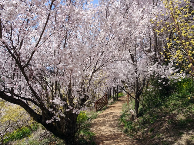花見山