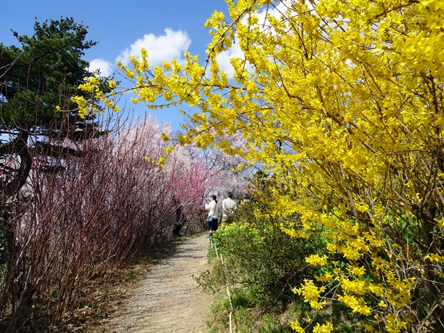 花見山