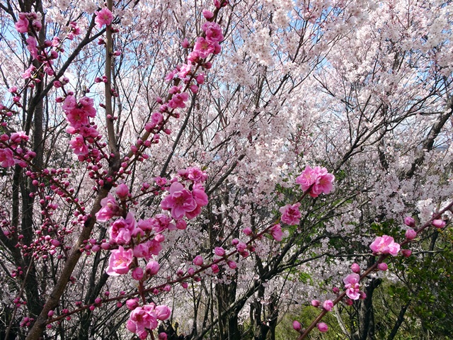 花見山