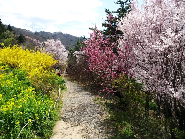 花見山