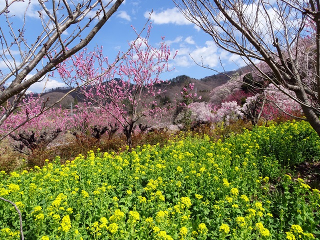 花見山